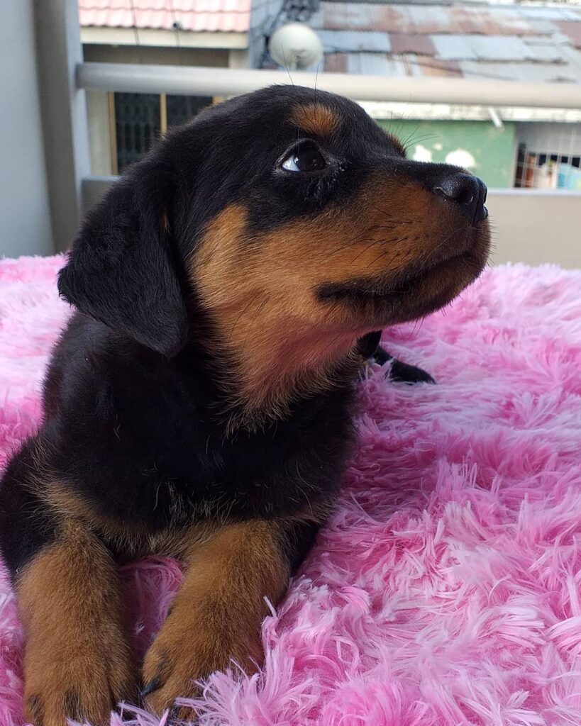 Rottweiler Puppies For Sale