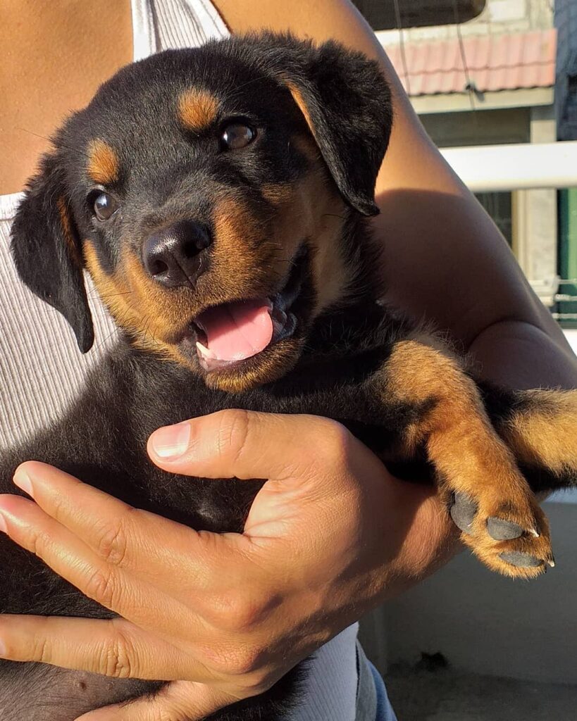 Rottweiler Puppies For Sale