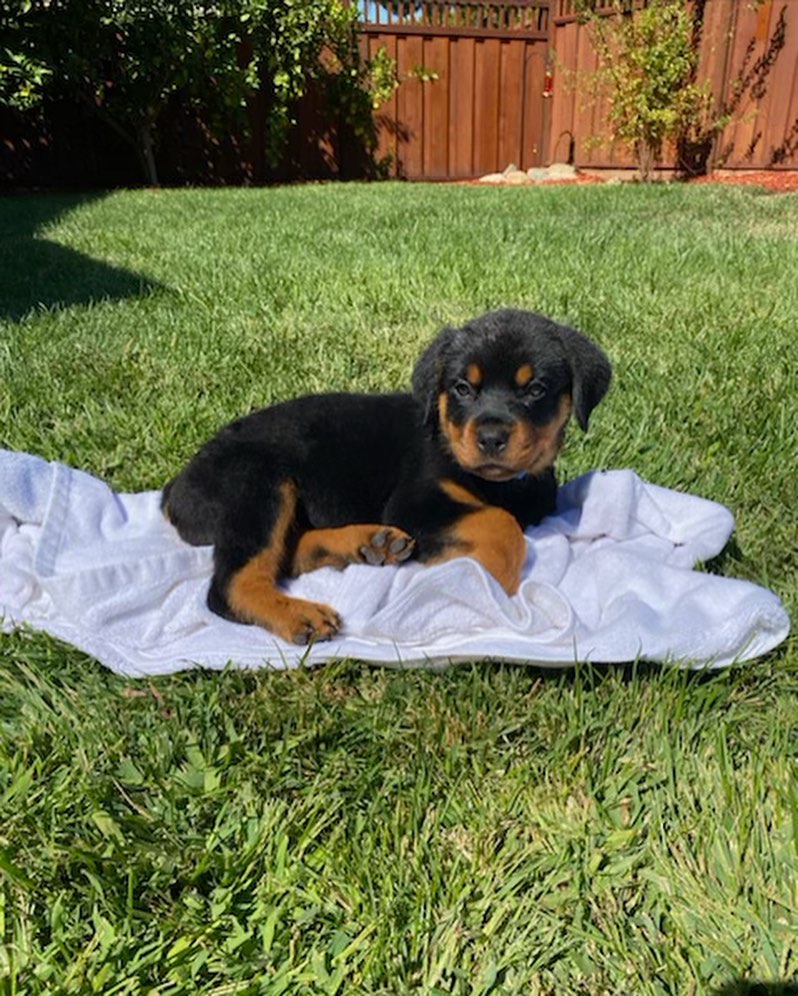 Rottweiler Puppies for Sale.